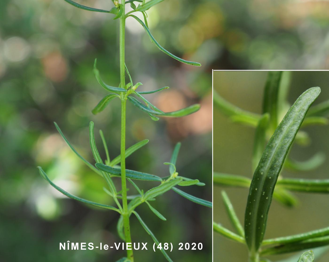 St. John's Wort, Hysop-leaved leaf